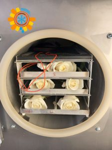 СУблімаційне сушіння квітів від IDeal-Flowers в сублимаційних сушарках Bulova