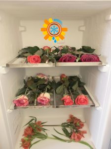 Заморозка цветов для сублимационной сушки