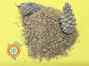 Freeze dried young pine cones