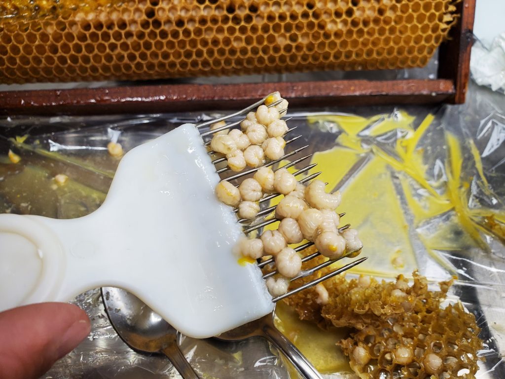 Collection of drone larvae for the production of apilprnil
