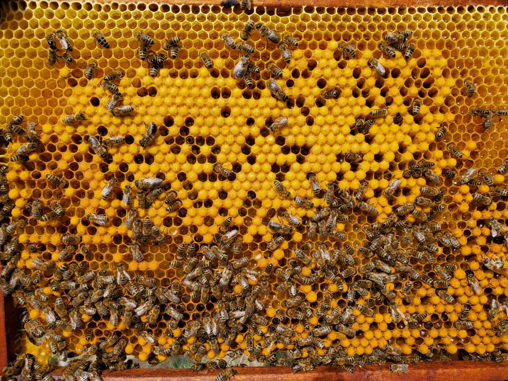 Личинка трутня приивиробництві Апіларніла ФОП Біла