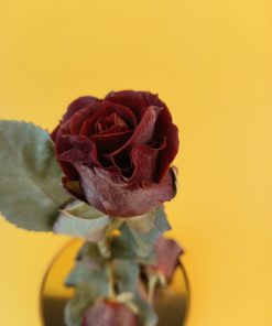 IDeal Flowers freeze-dried rose