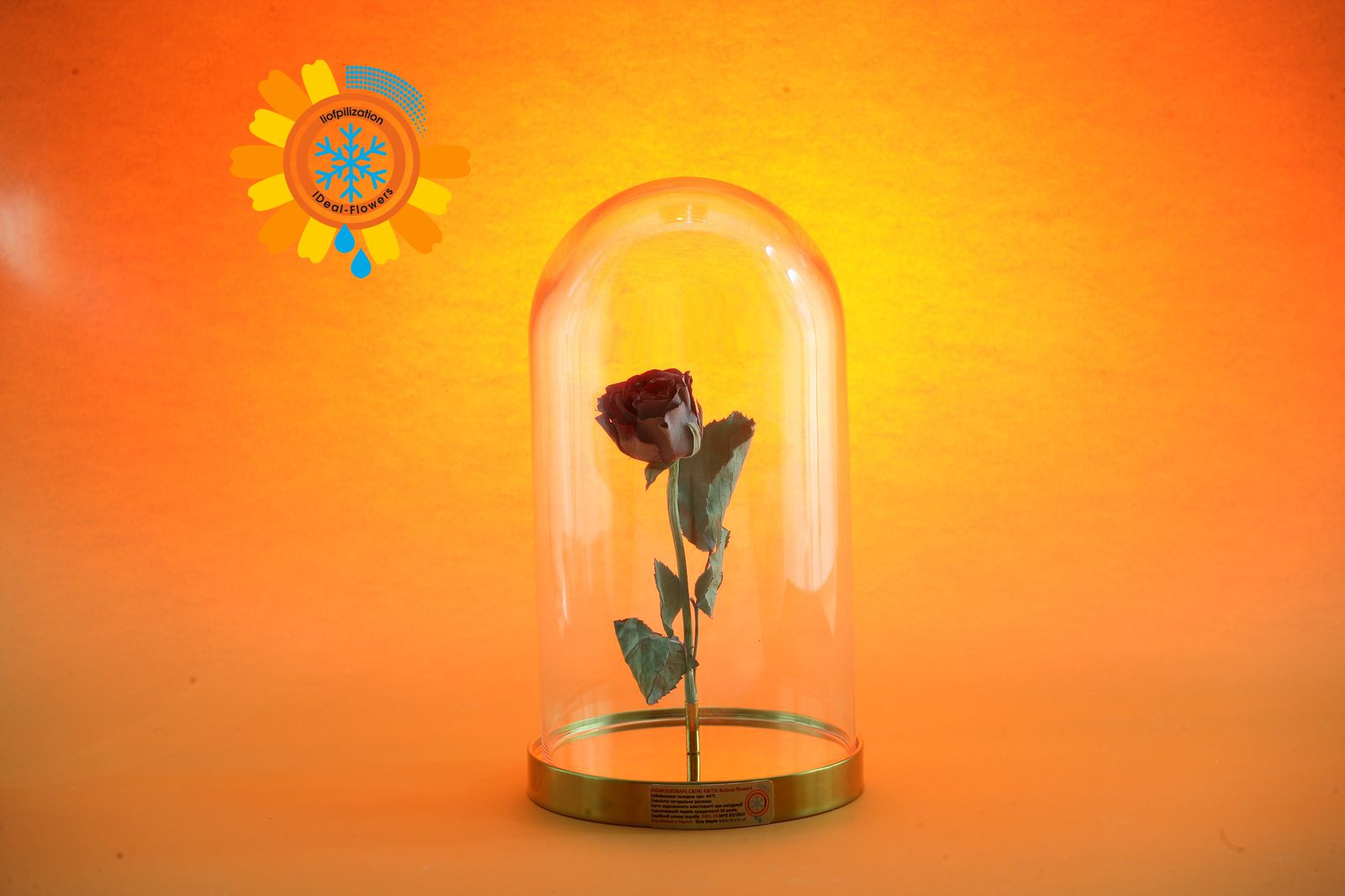 Freeze dried rose from ID Flowers buy