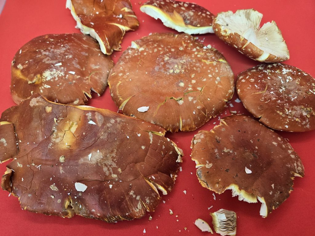 Lyophilized fly agaric